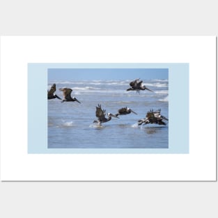 Brown Pelicans in Flight Posters and Art